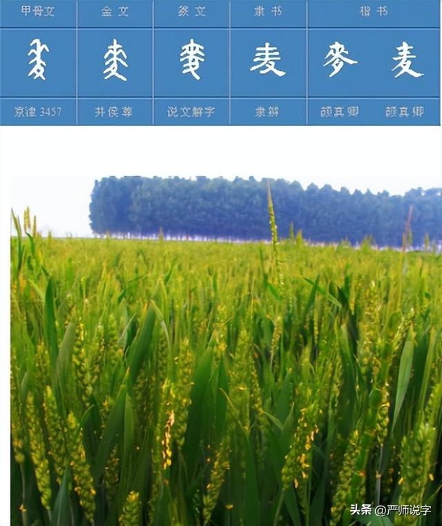 翎字五行屬什么？翎字取名寓意及含義！