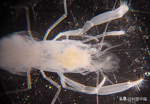 儷字取名的寓意？儷字取名的寓意和象征！