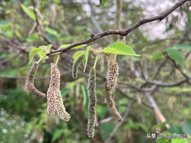 蓓蓓讀音意思怎么讀，蓓蓓的讀音