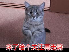 貓字的筆畫順序怎么寫，貓字的筆畫順序視頻