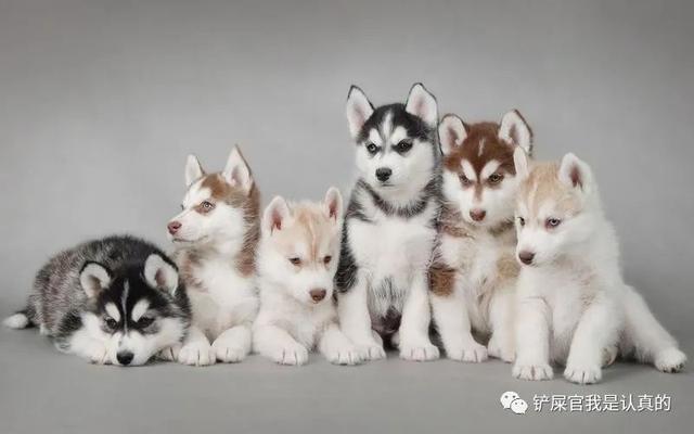 黃色母狗狗名字大全_洋氣招財，狗狗名字大全_洋氣招財金毛狗