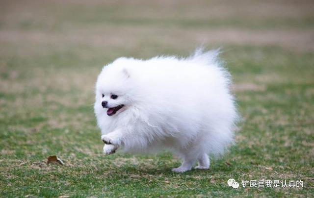 黃色母狗狗名字大全_洋氣招財，狗狗名字大全_洋氣招財金毛狗