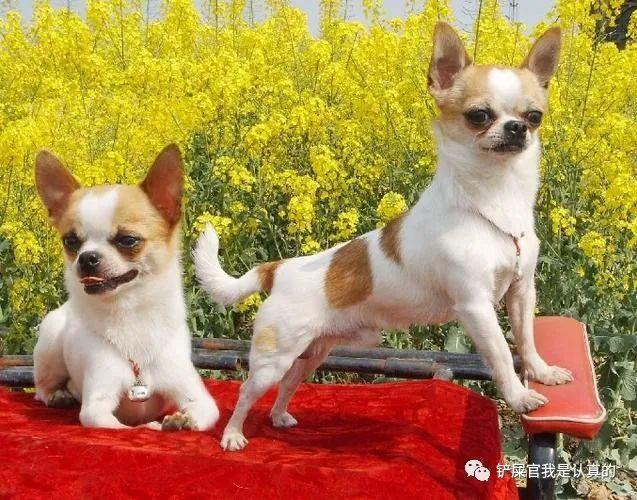 黃色母狗狗名字大全_洋氣招財，狗狗名字大全_洋氣招財金毛狗