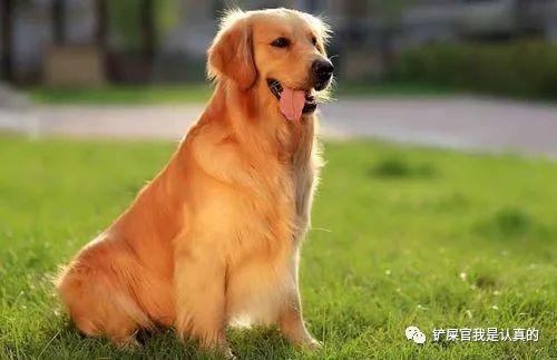 黃色母狗狗名字大全_洋氣招財，狗狗名字大全_洋氣招財金毛狗