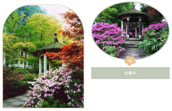 鵑字四字詞語，鵑_成語