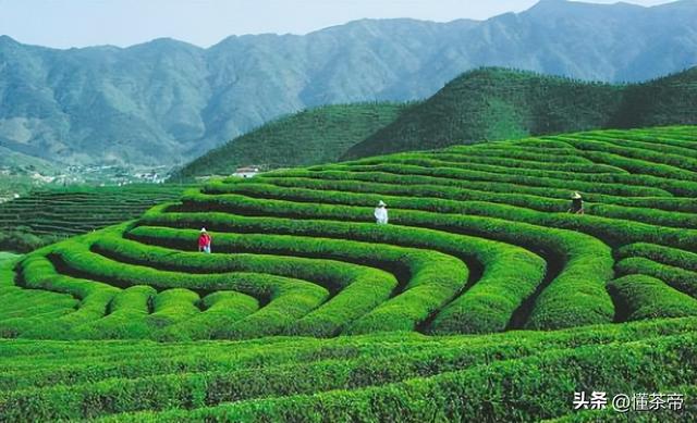 茶葉公司取名,茶葉未注冊(cè)過(guò)的好聽(tīng)的商標(biāo)名？