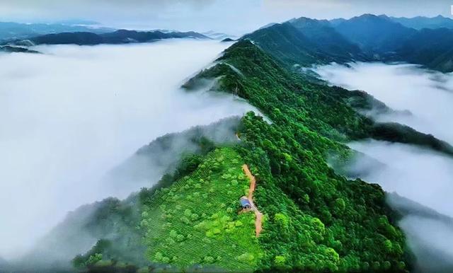 茶葉公司取名,茶葉公司取名字參考大全有內(nèi)涵？
