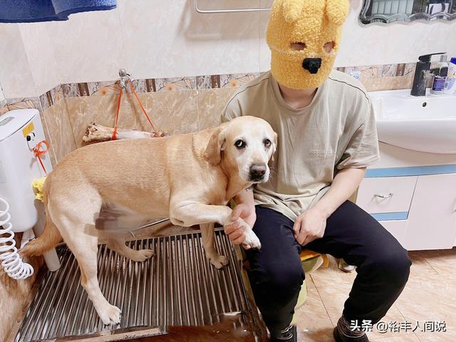 狗狗取名,狗狗取名招財又吉利的名字？